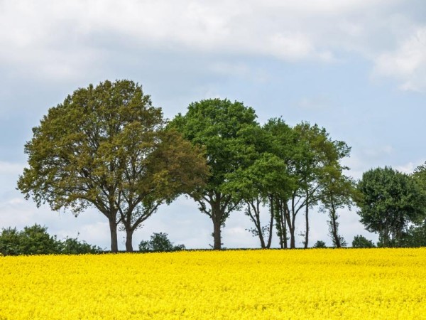 k im mai in niederklein - (c) r plock.jpg